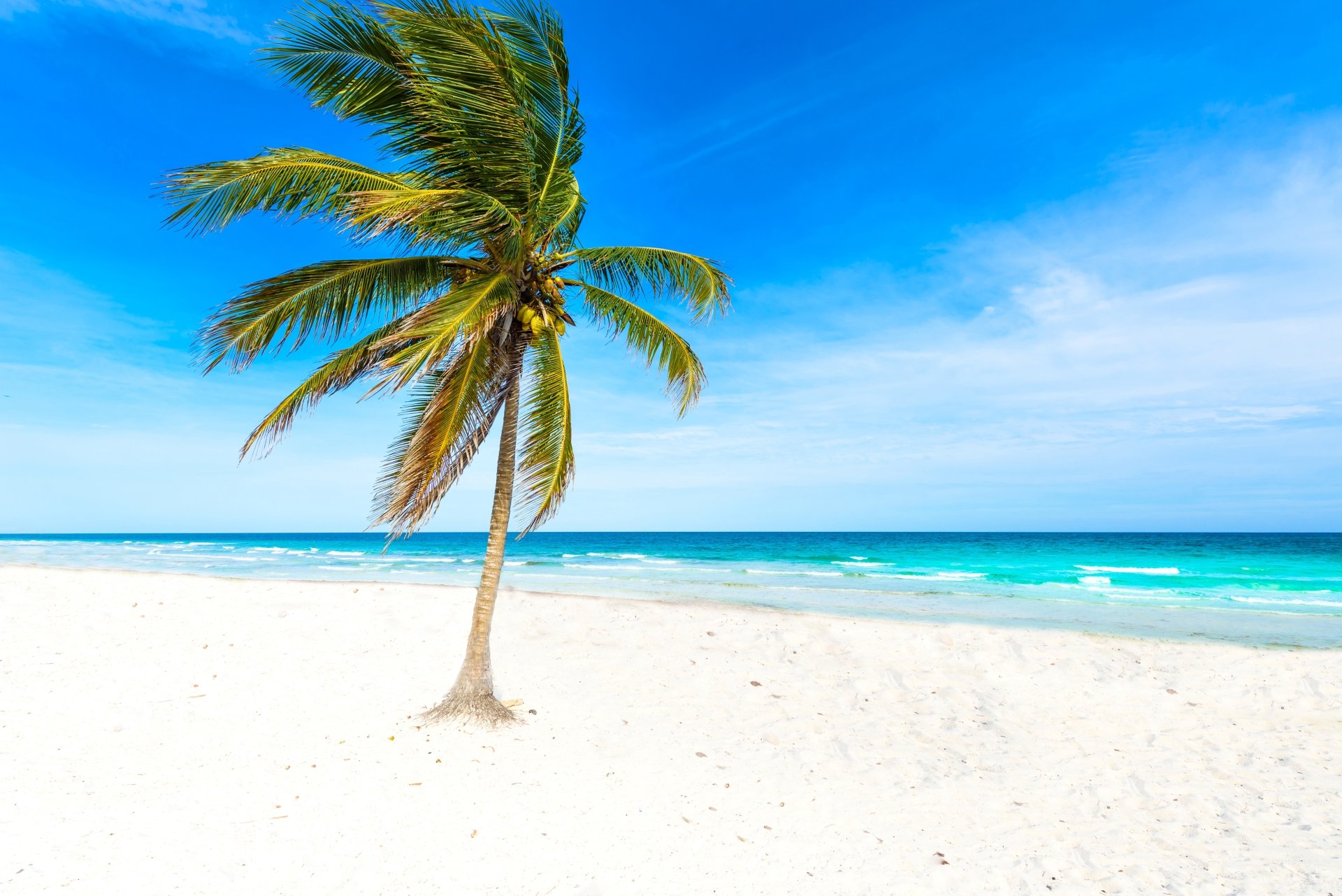 Download Beach Nature Palm Tree 4k Ultra HD Wallpaper