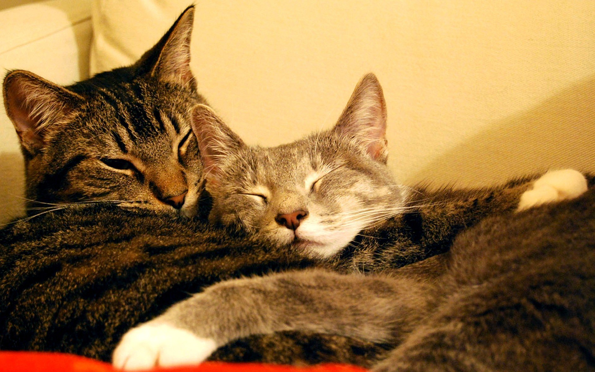 Кошки спят вместе. Влюбленные кошки. Котики обнимаются. Влюбленный котик. Кошки обнимашки.