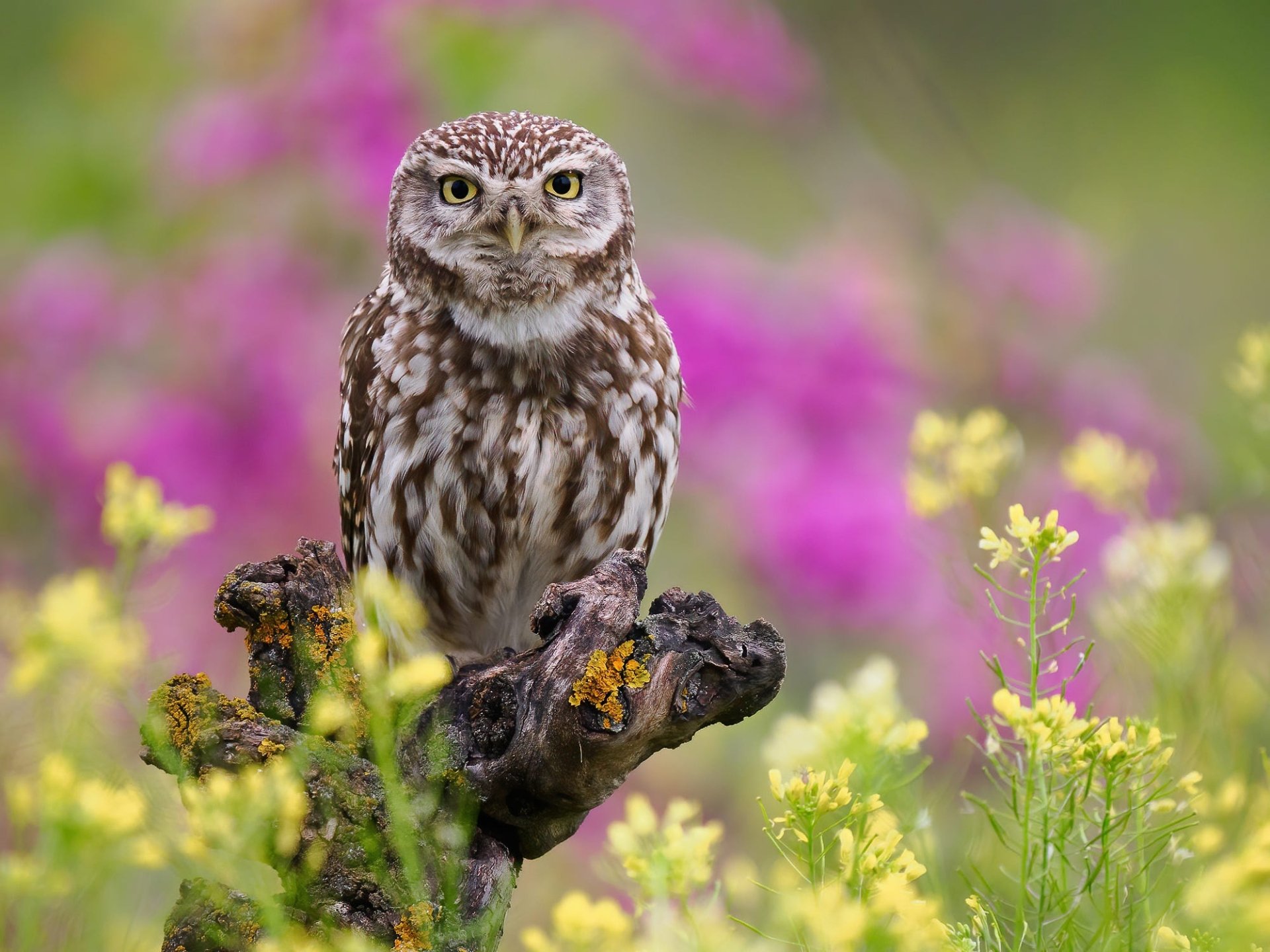 Download Animal Owl HD Wallpaper