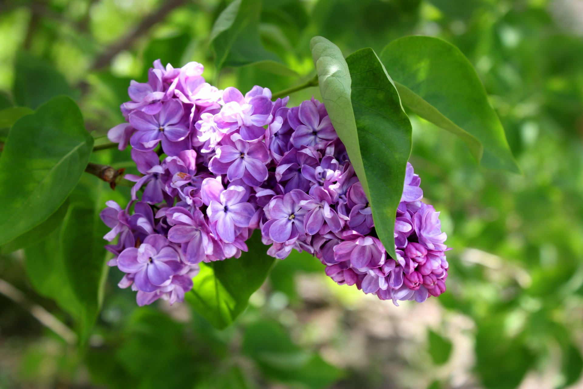 Download Flower Nature Lilac  HD Wallpaper