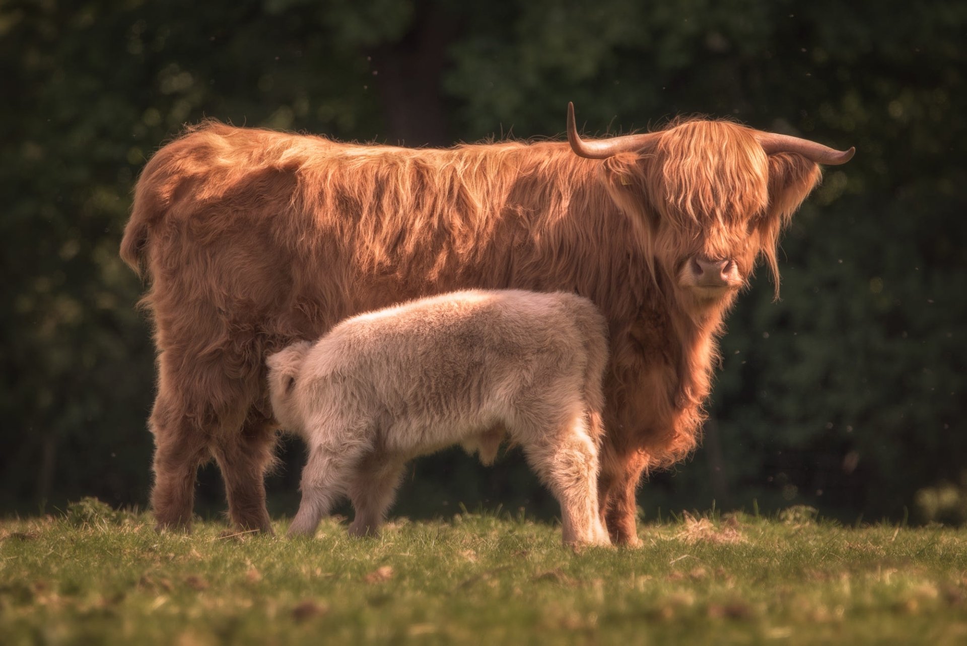 Download Animal Highland Cattle HD Wallpaper