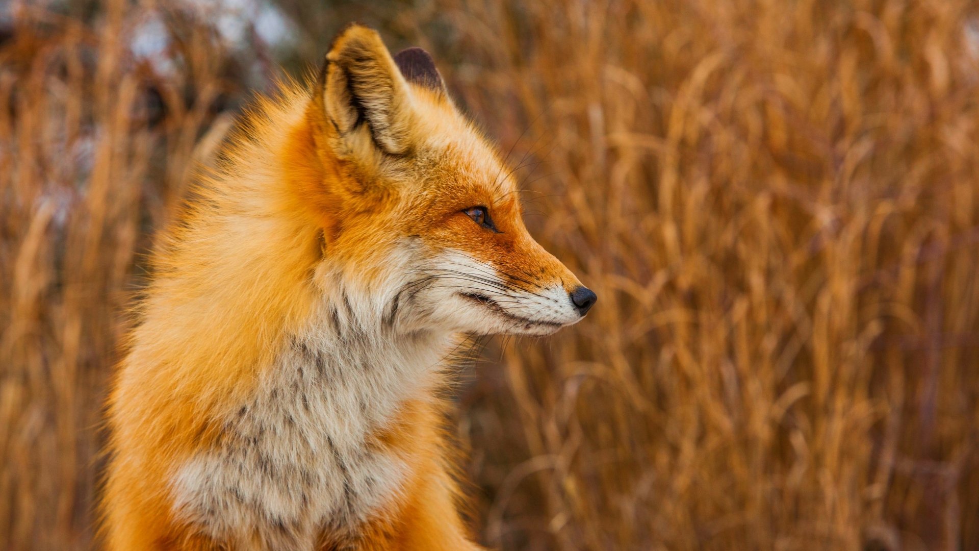 Download Smiley Animal Fox 4k Ultra HD Wallpaper
