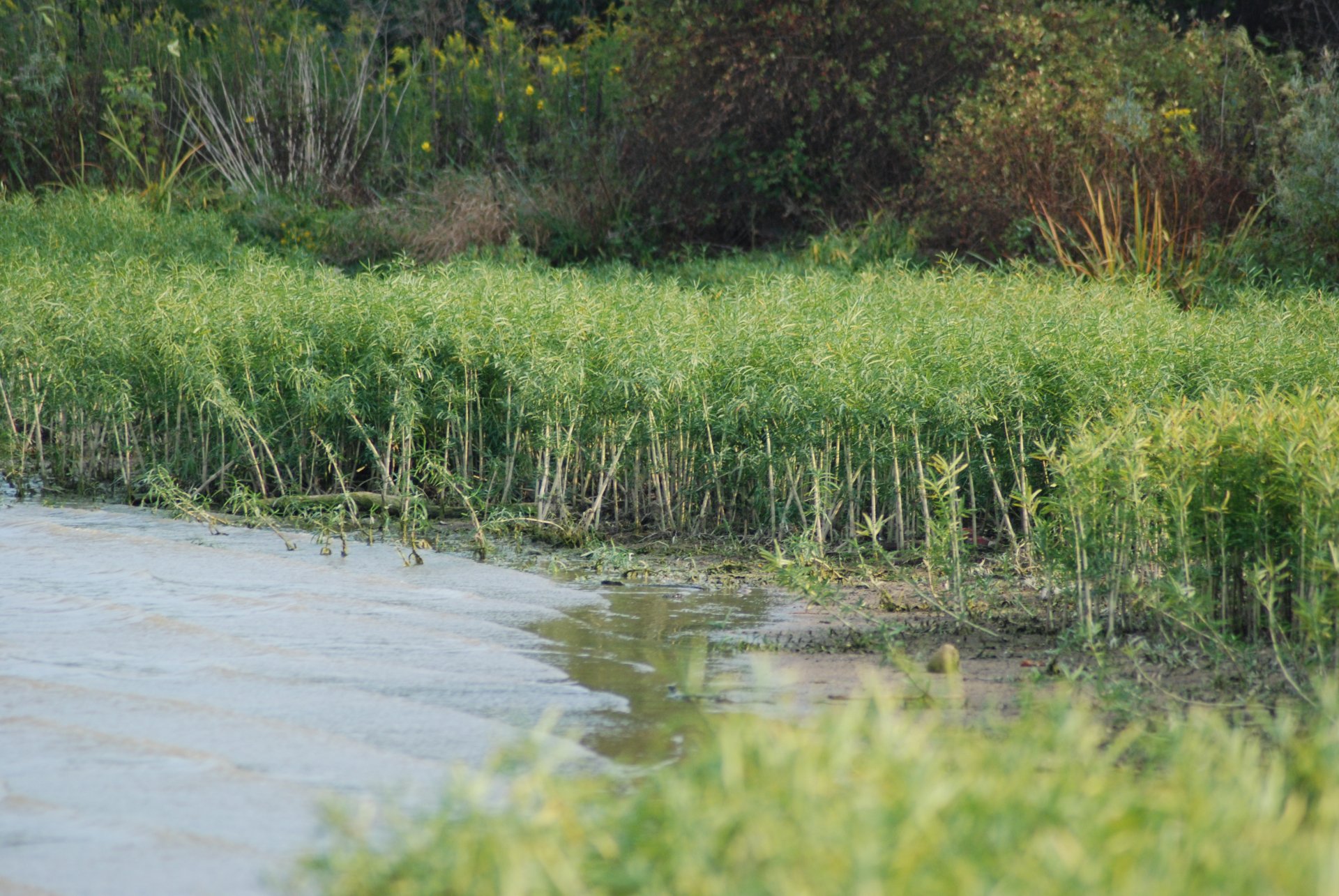 Lush green plants thrive in a tranquil swamp field, captured in vivid 4K Ultra HD clarity for a PC desktop wallpaper and background.
