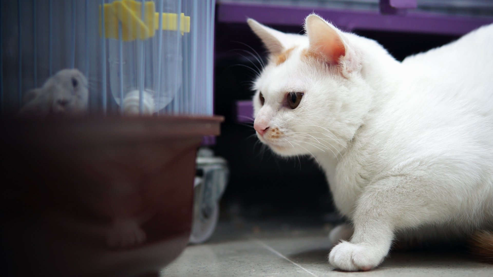 Close-up white cat, an animal intently watching a caged bird; high-detail 4K Ultra HD PC desktop wallpaper and background.