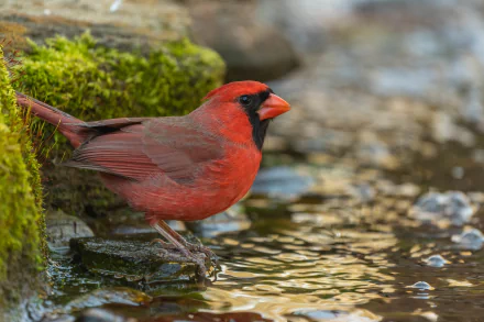 Animal cardinal HD Desktop Wallpaper | Background Image