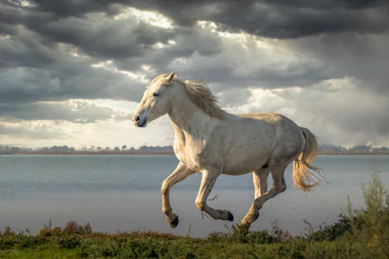White horse galloping along a grassy lakeshore under a dramatic cloudy sky, captured in stunning 4K Ultra HD for a vivid PC desktop wallpaper.