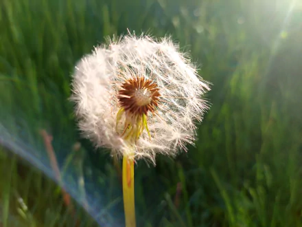 nature dandelion HD Desktop Wallpaper | Background Image