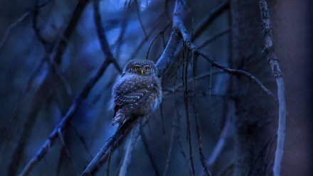 Animal owl HD Desktop Wallpaper | Background Image