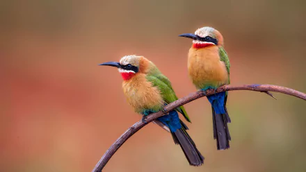 White-fronted Bee-eater Animal bee-eater HD Desktop Wallpaper | Background Image