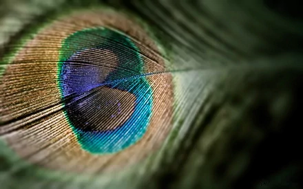 Close-up photography of a vibrant peacock feather with detailed texture and vivid colors, designed as an HD PC desktop wallpaper and background.