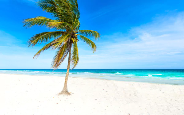 beach nature palm tree HD Desktop Wallpaper | Background Image