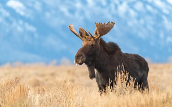 Animal moose HD Desktop Wallpaper | Background Image