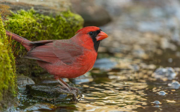 Animal cardinal HD Desktop Wallpaper | Background Image