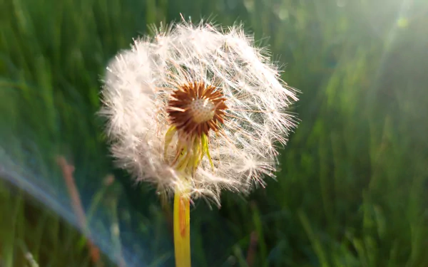 nature dandelion HD Desktop Wallpaper | Background Image