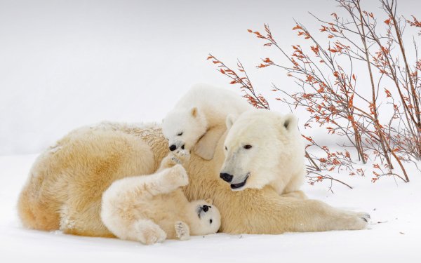 Animal Polar Bear Bears Baby Animal HD Wallpaper | Background Image