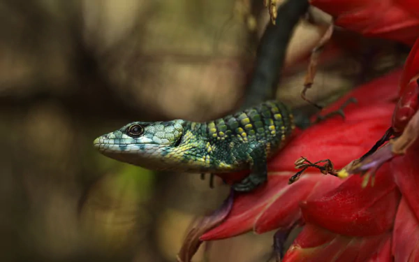 Animal lizard HD Desktop Wallpaper | Background Image