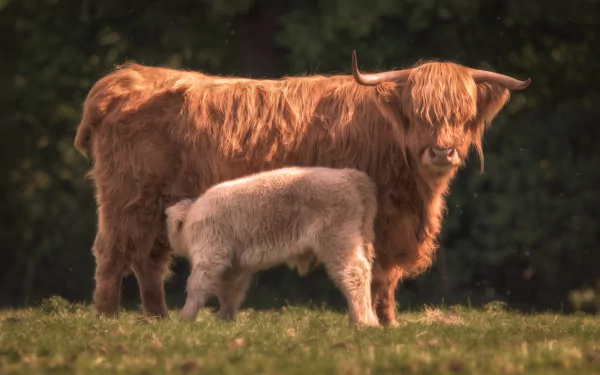 Animal highland cattle HD Desktop Wallpaper | Background Image