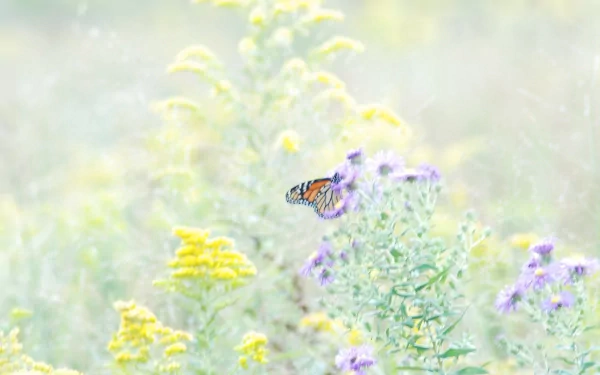 HD desktop wallpaper featuring a butterfly perched on vibrant flowers amidst a soft-focus meadow background. Tagged with flower, Animal, butterfly.
