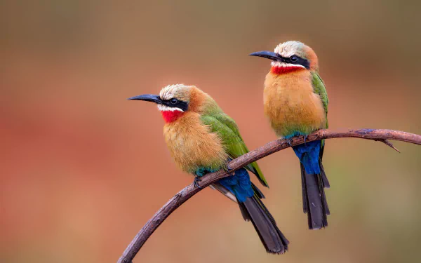 White-fronted Bee-eater Animal bee-eater HD Desktop Wallpaper | Background Image