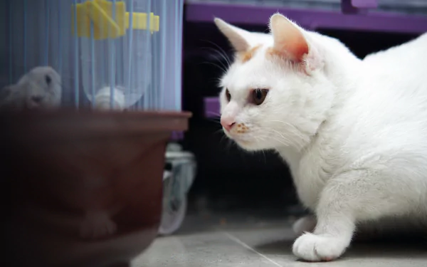 Close-up white cat, an animal intently watching a caged bird; high-detail 4K Ultra HD PC desktop wallpaper and background.