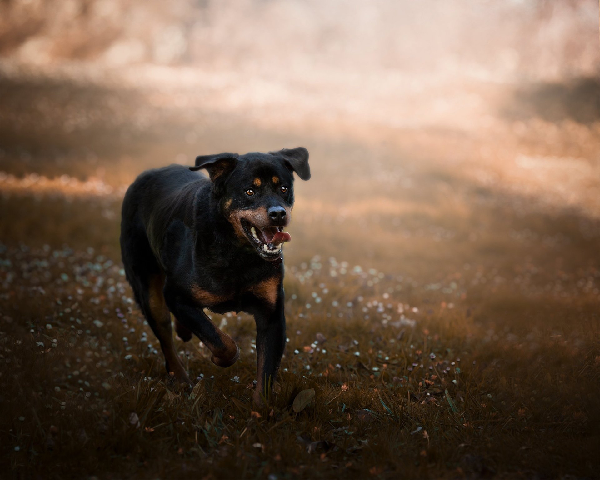 Download Animal Rottweiler HD Wallpaper