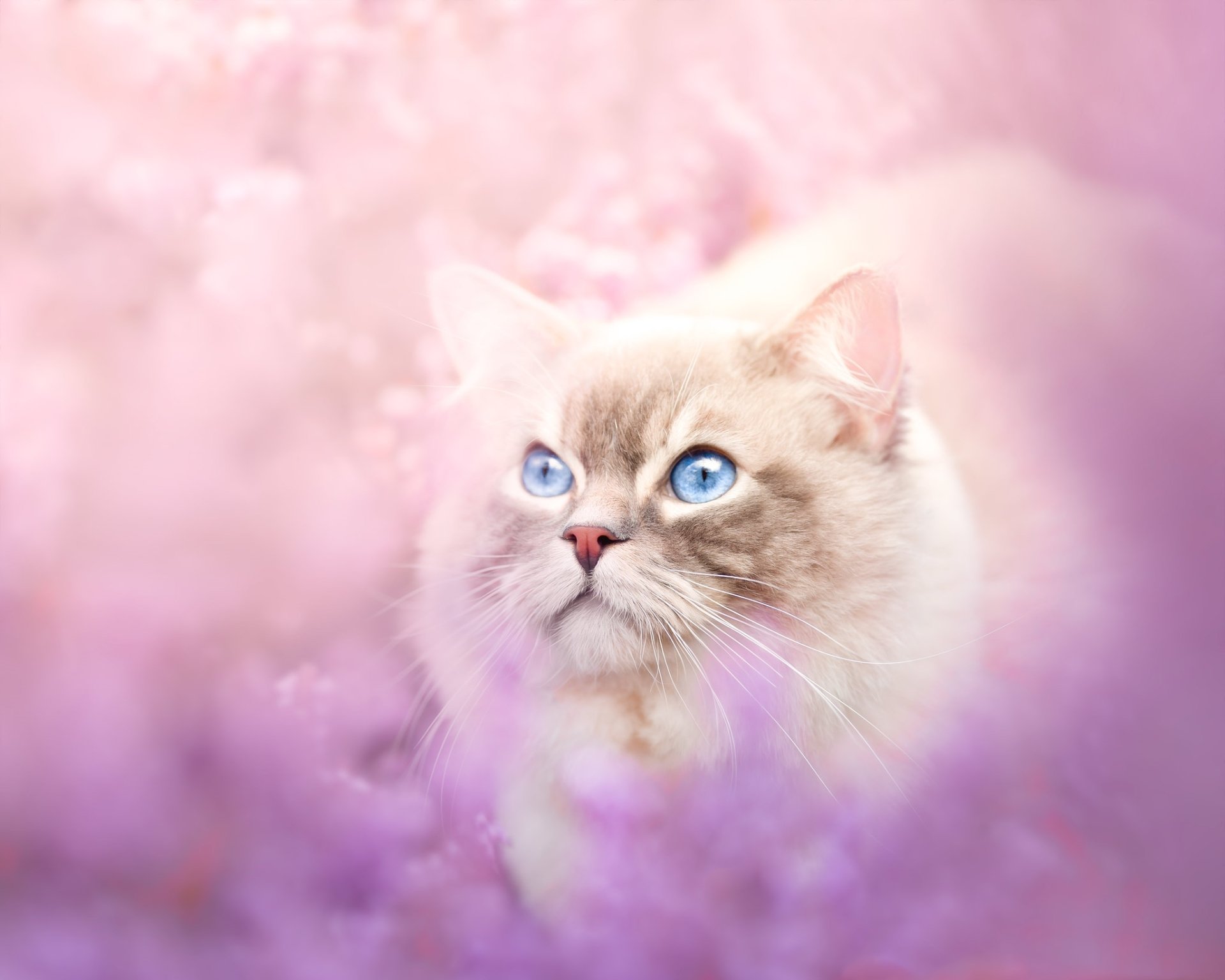Download Ragdoll Animal Cat HD Wallpaper