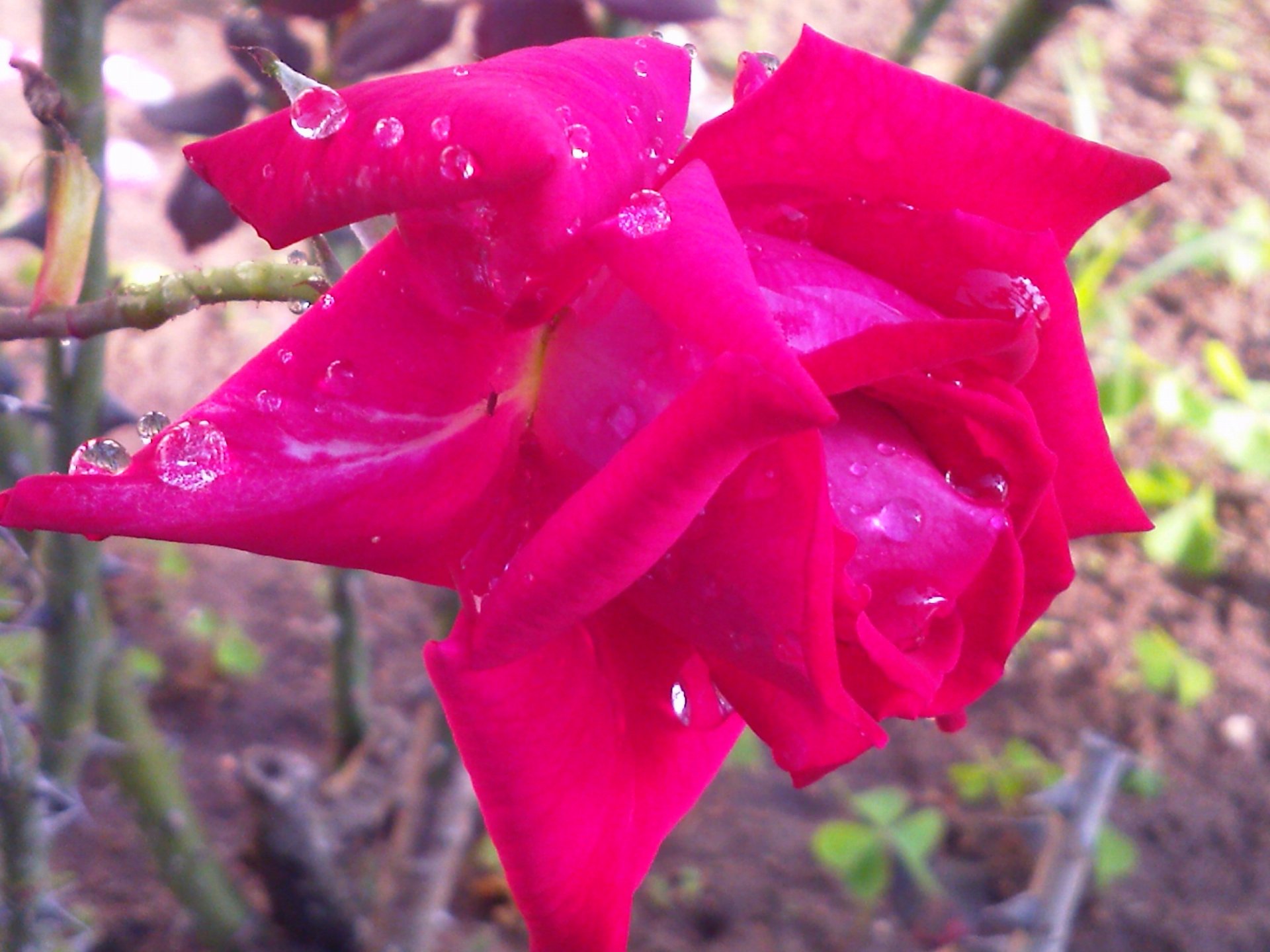 A vibrant pink rose adorned with water droplets, showcasing the beauty of nature. This HD image serves as a stunning desktop wallpaper or background.