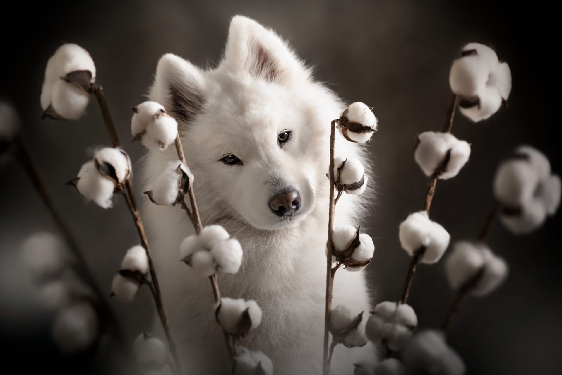 Download Animal Samoyed HD Wallpaper