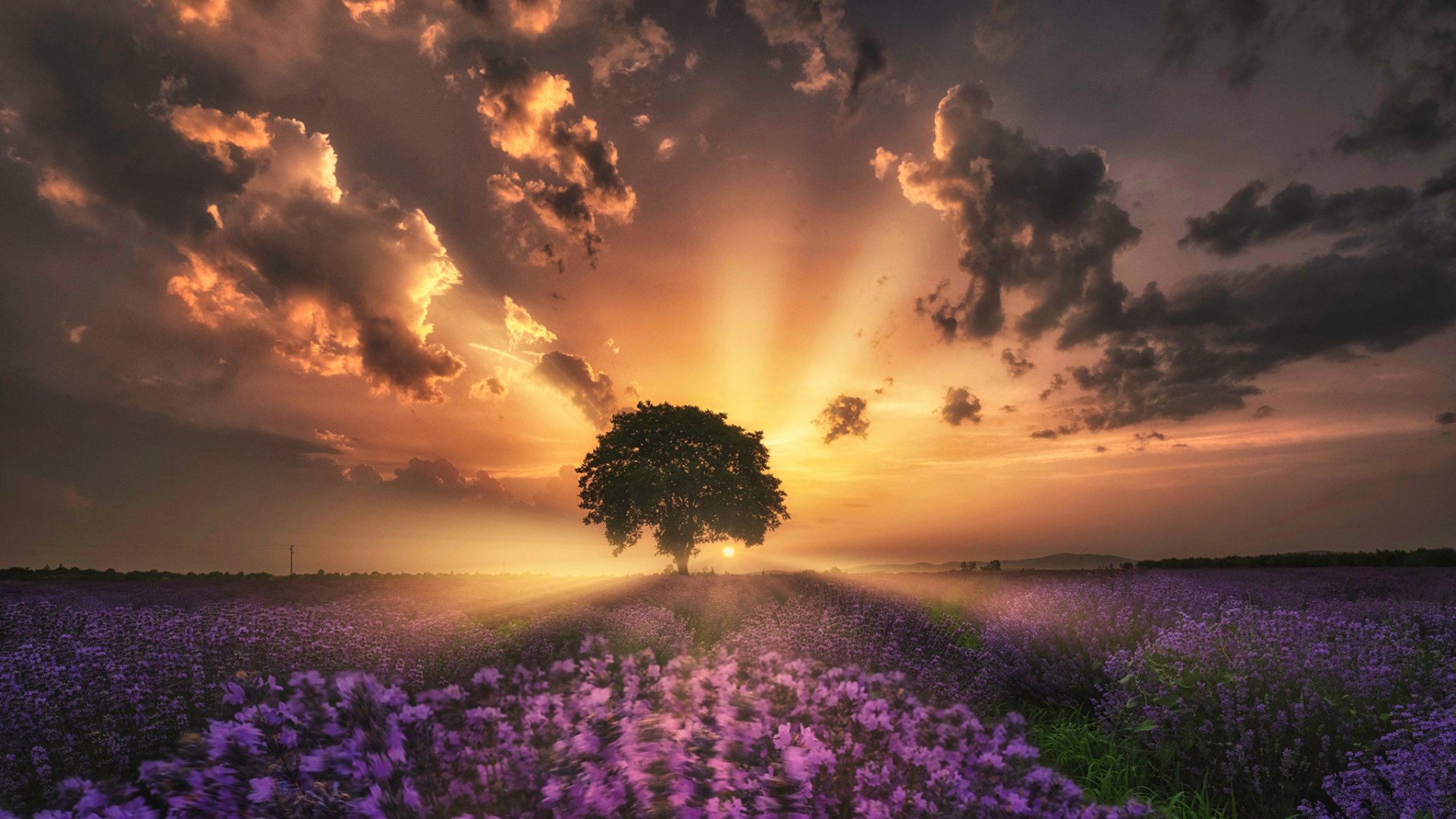 Download Sunset Nature Tree HD Wallpaper | 2048x1152 | Wallpaper Abyss