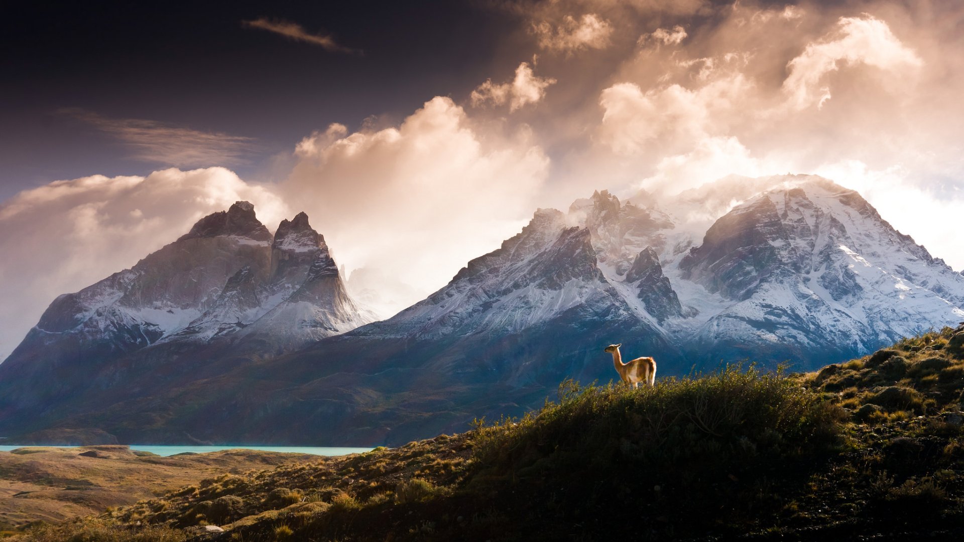 Download Llama Mountain Chile Nature Landscape HD Wallpaper