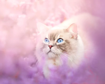 ragdoll Animal cat HD Desktop Wallpaper | Background Image