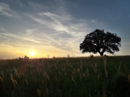 nature lonely tree HD Desktop Wallpaper | Background Image