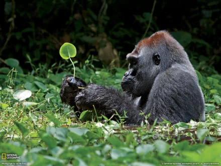 Animal gorilla HD Desktop Wallpaper | Background Image