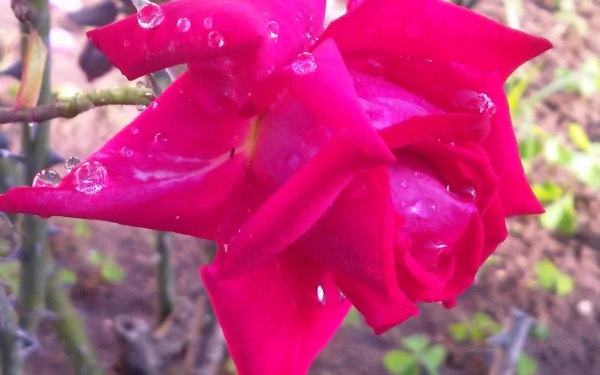 A vibrant pink rose adorned with water droplets, showcasing the beauty of nature. This HD image serves as a stunning desktop wallpaper or background.