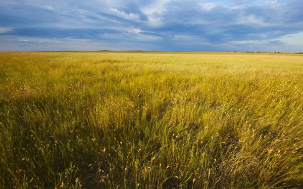 Earth Landscape Grassland HD Wallpaper | Background Image