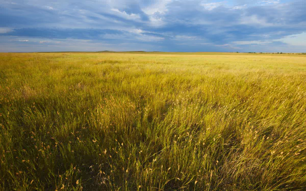 grassland nature landscape HD Desktop Wallpaper | Background Image