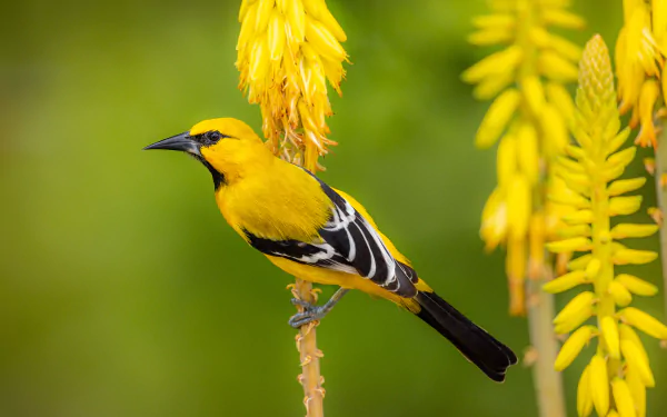 Yellow Oriole Animal Oriole HD Desktop Wallpaper | Background Image