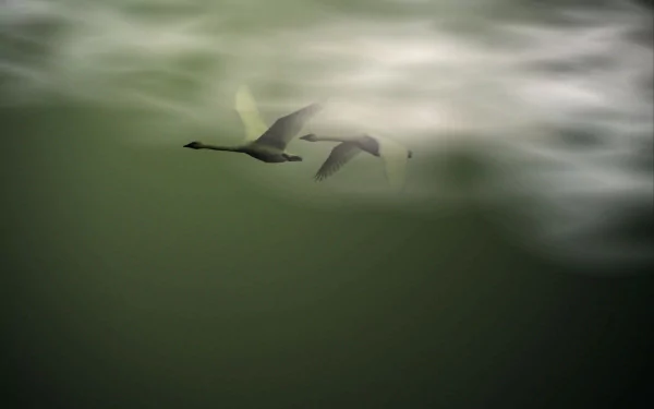 Two birds gracefully glide through a misty atmosphere, creating a serene landscape. An evocative HD wallpaper showcasing the beauty of nature and wildlife.