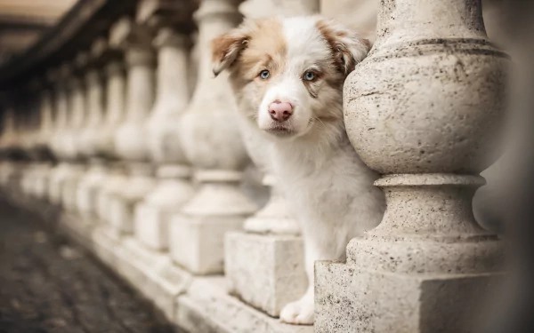 Animal australian shepherd HD Desktop Wallpaper | Background Image