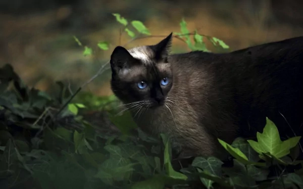 HD desktop wallpaper featuring a cat with striking blue eyes amidst lush green foliage, creating a serene natural background.