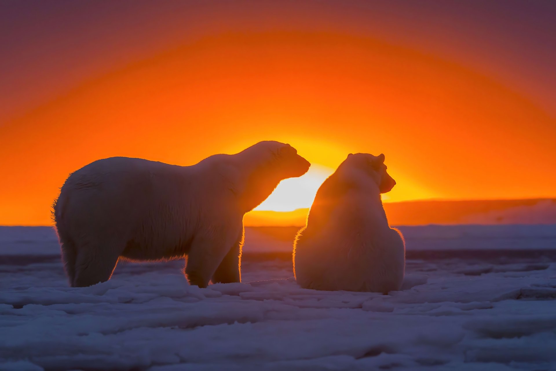 Two polar bears stand on the ice against a vibrant sunset, captured in stunning 4K Ultra HD for a striking PC desktop wallpaper background.