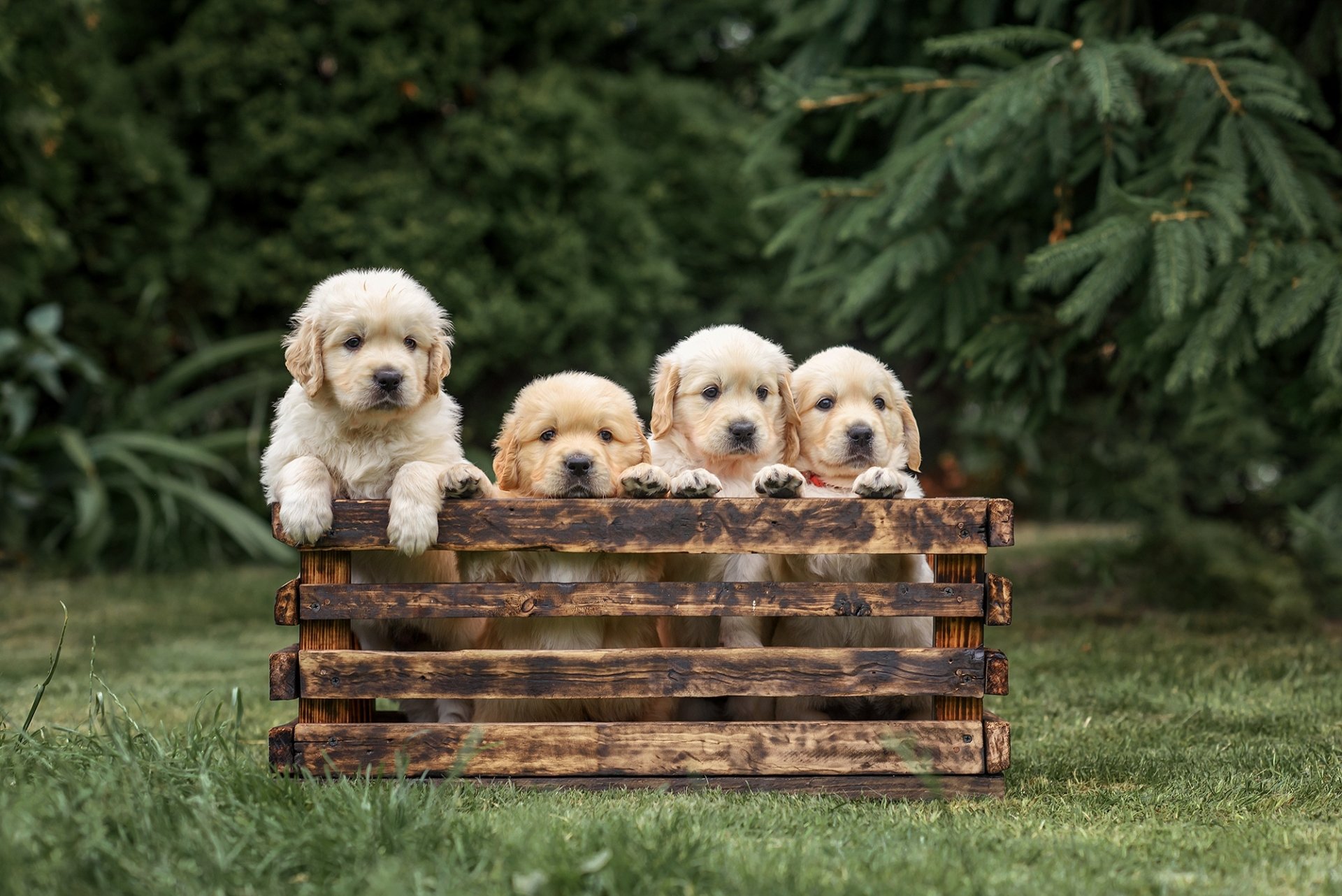 Download Puppy Animal Golden Retriever HD Wallpaper by Victoria Dubrovskaya
