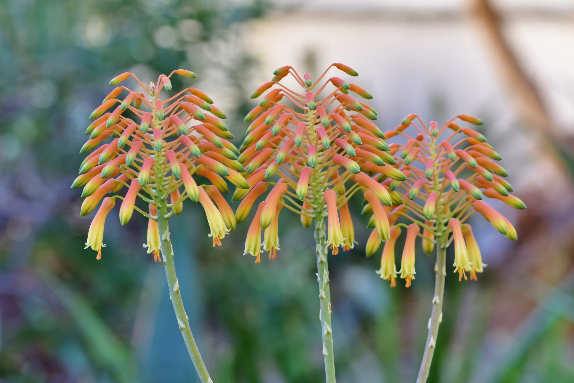 Download Nature Lily 4k Ultra HD Wallpaper by Ralphs_Fotos