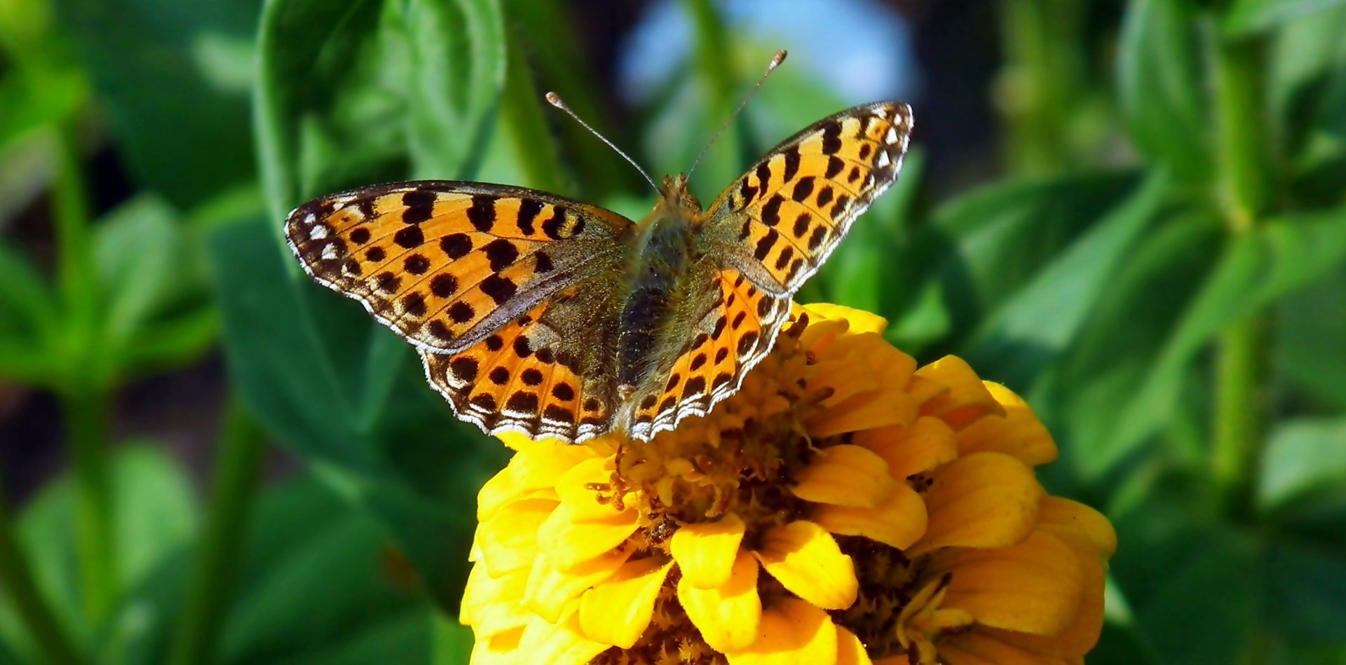 Download Animal Butterfly HD Wallpaper by MrGajowy3