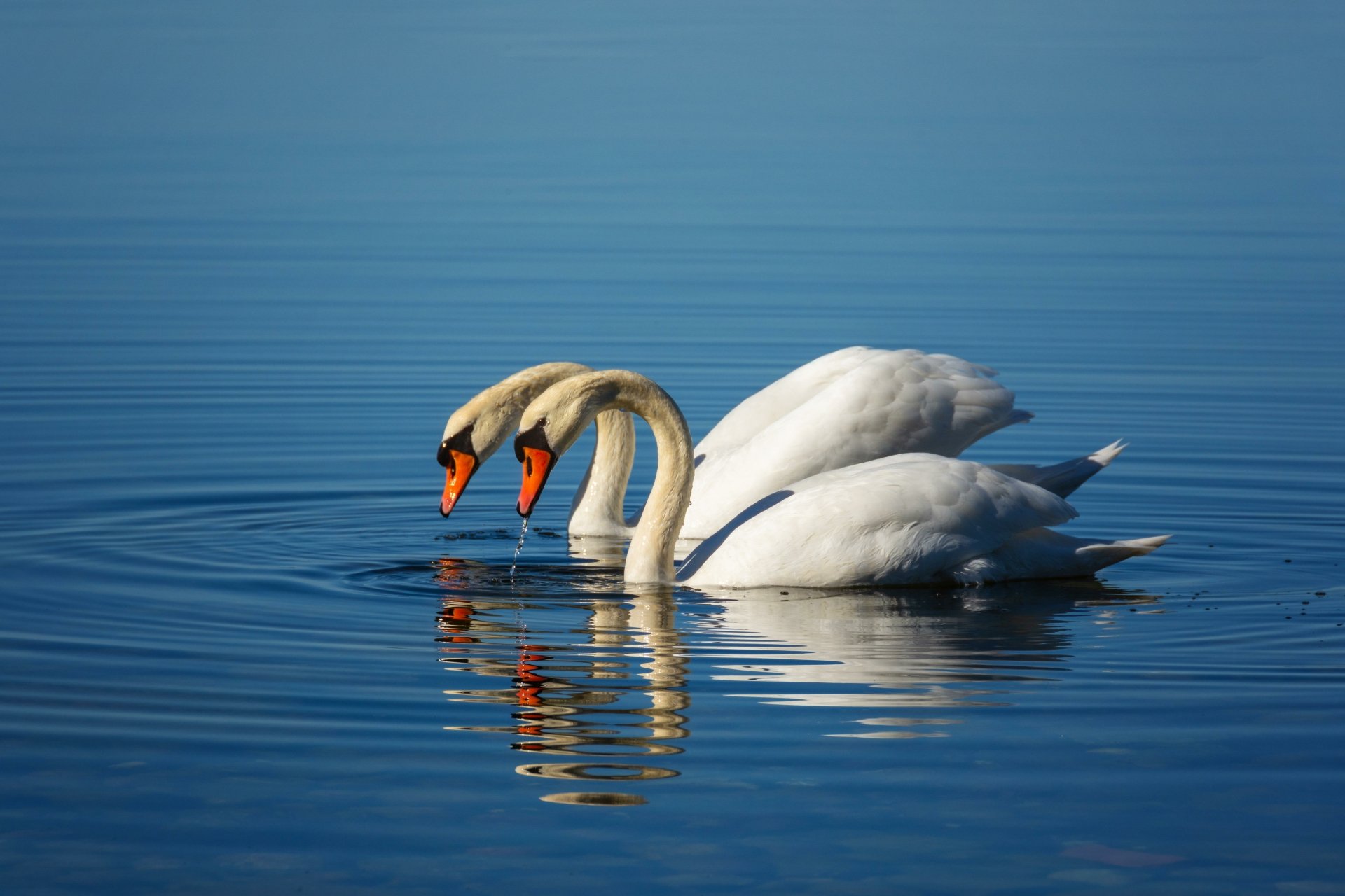 Download Mute Swan Animal Swan 4k Ultra HD Wallpaper by fotoblend