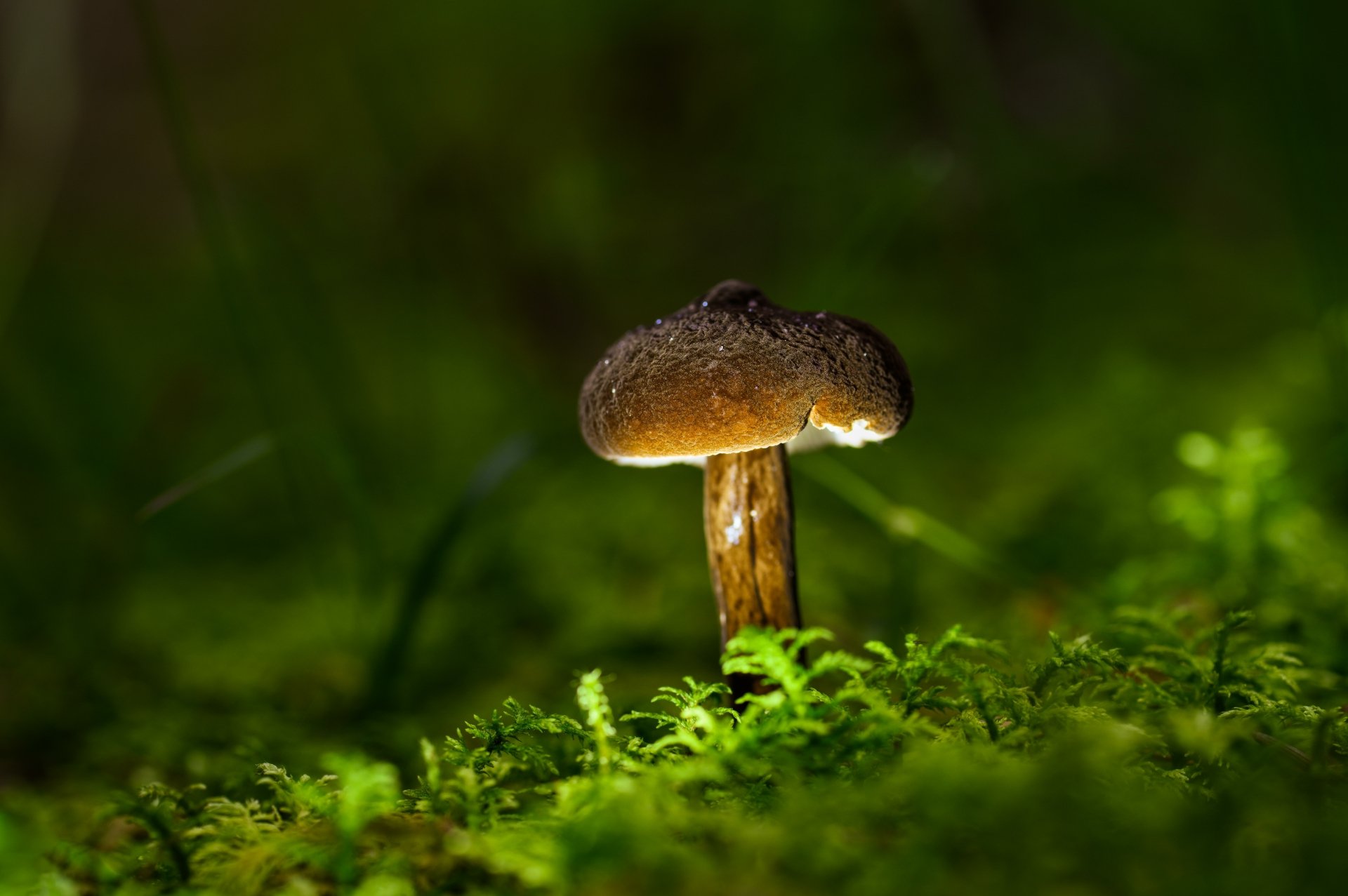 Close-up of a single mushroom glowing softly among green moss in a nature scene, captured in stunning 8K Ultra HD for a PC desktop wallpaper background.