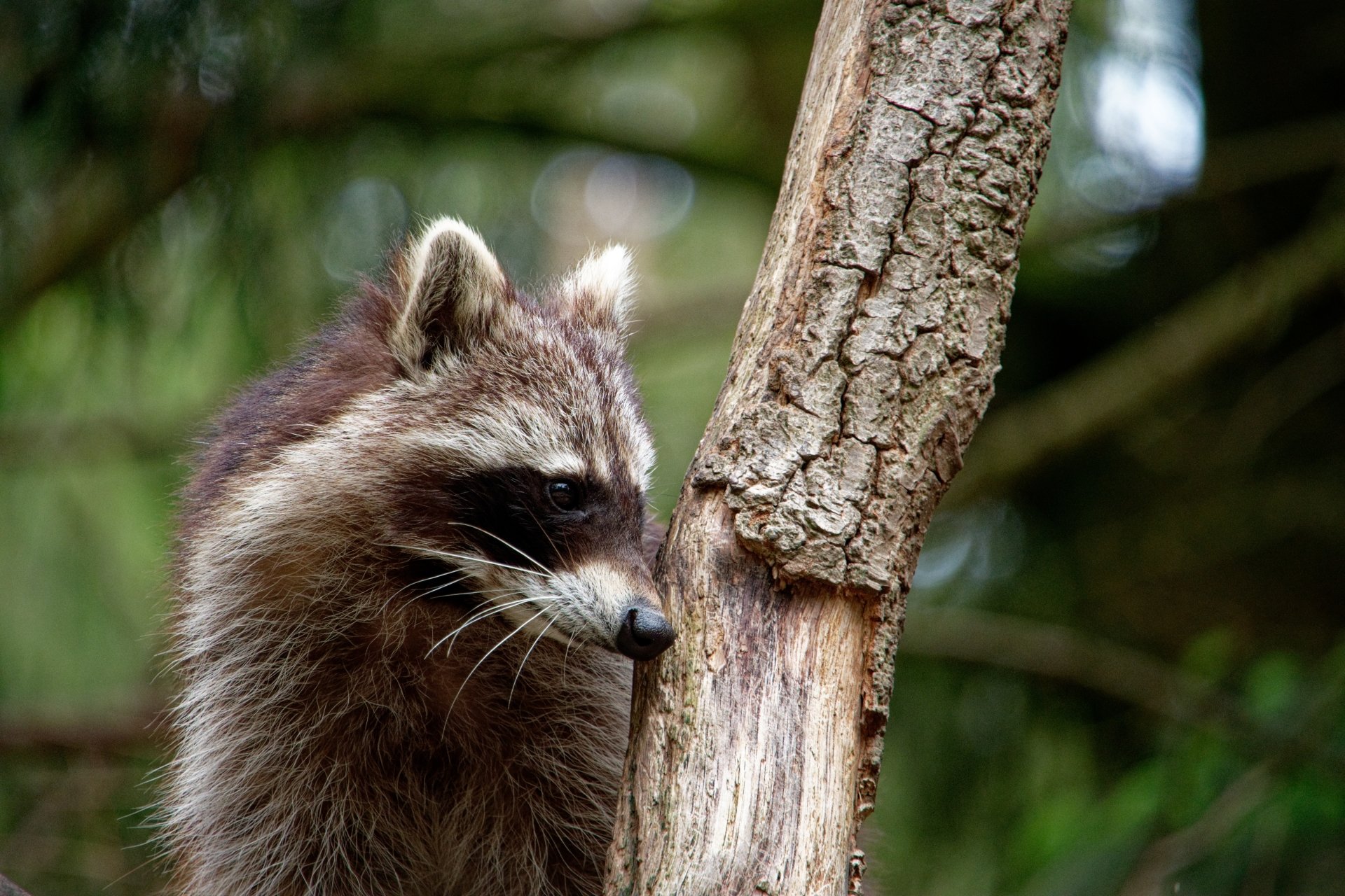 Download Animal Raccoon 4k Ultra HD Wallpaper | 6240x4160 | Wallpaper Abyss