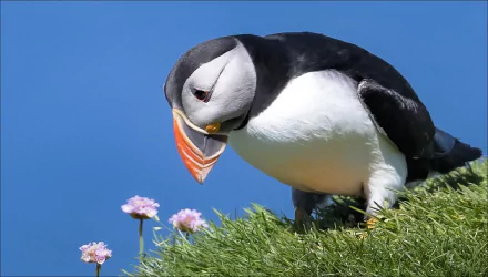 Animal puffin HD Desktop Wallpaper | Background Image