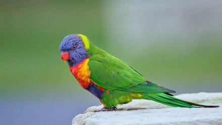 Animal rainbow lorikeet HD Desktop Wallpaper | Background Image