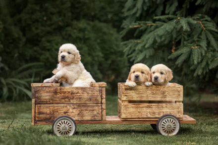 HD PC desktop wallpaper featuring adorable golden retriever puppies sitting in rustic wooden wagons against a lush green outdoor background.